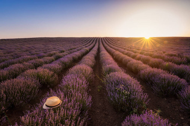 Stunning view with a beautiful lavender field at sunset - Valokuva, kuva