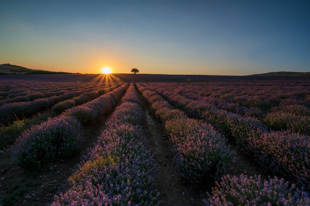 Amazing view with a beautiful lavender field with sun beams and lonely tree at sunset - Fotoğraf, Görsel