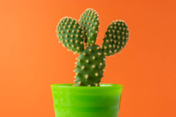 Close-up view of green cactus on bright background. Minimal composition. - Фото, изображение
