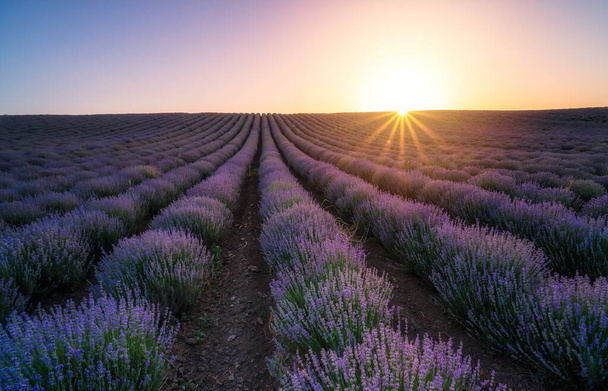 Hämmästyttävä näkymä kaunis laventeli kenttä ja aurinko piilossa horisontin takana auringonlaskun aikaan
 - Valokuva, kuva