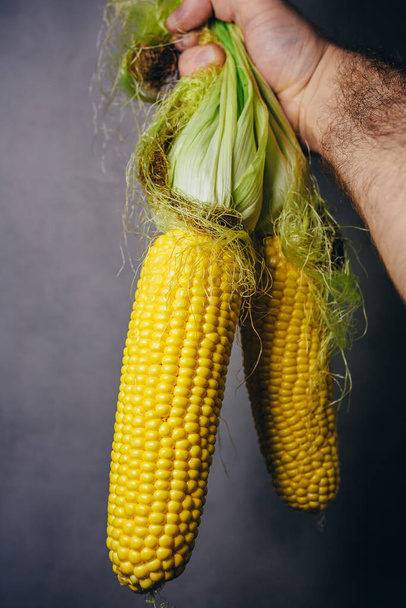 Farmer demonstrates a fresh harvest of corn holding a bunch in hand for the tops - Fotoğraf, Görsel