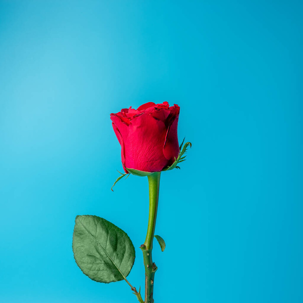 Red rose on blue background. Greeting card for Valentines Day, Womens Day. Minimal holiday concept. - Foto, Imagen