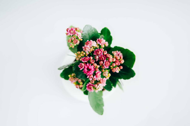Fiore kalanchoe rosa
 - Foto, immagini
