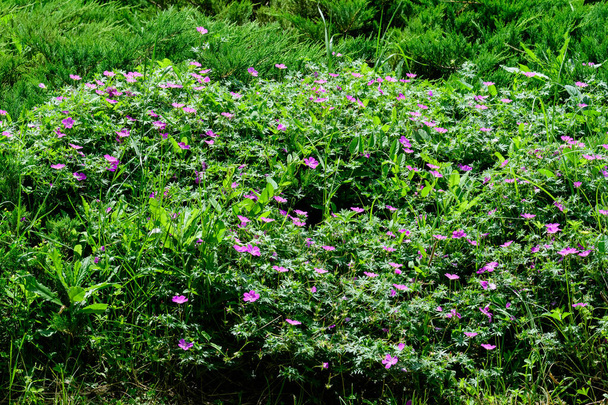 Muitas delicadas flores azuis claras de Geranium pratense planta selvagem, vulgarmente conhecido como conta de guindaste prado ou gerânio prado, em um jardim em um dia ensolarado de verão, belo fundo floral ao ar livre
 - Foto, Imagem