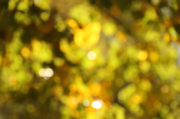 Blick auf einen Wald in Herbstfarben - Foto, Bild