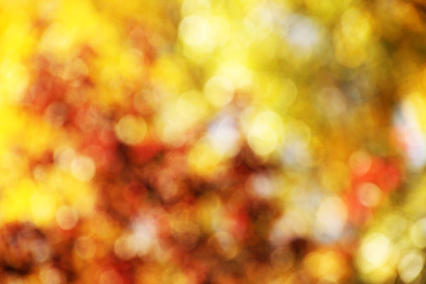 Vista de uma floresta em cores de outono - Foto, Imagem