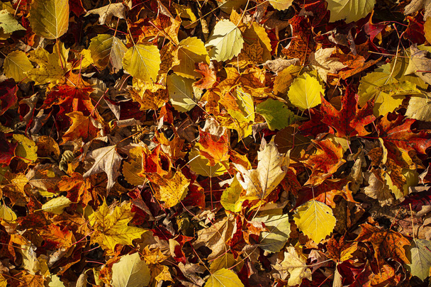 textuur van echte gekleurde herfst bladeren op de grond - Foto, afbeelding