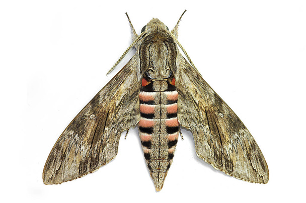 the Convolvulus hawk-moth Agrius convoluvuli  - Photo, Image