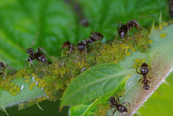 formiche che si occupano di afidi gregge
 - Foto, immagini