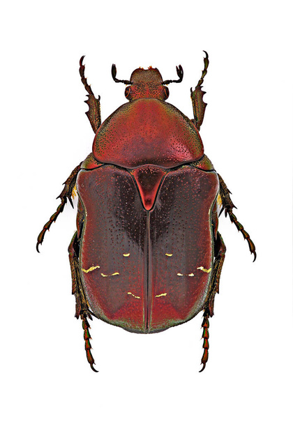 der Rosenkäfer Cetonia aurata, rotes Exemplar - Foto, Bild