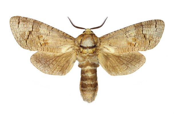 Goat moth (Cossus cossus) isolated on white background - Photo, Image