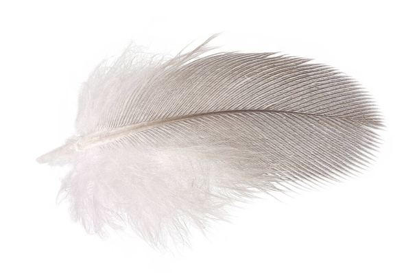 Pena de pomba macia isolada sobre fundo branco
 - Foto, Imagem