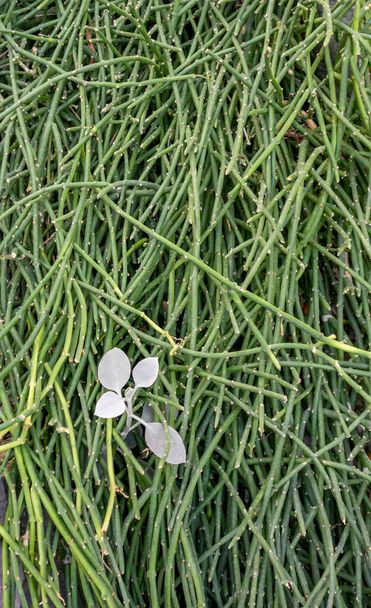 volledig frame dichte groene sappige plant close-up - Foto, afbeelding