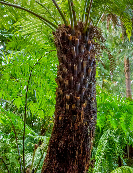 tronco de palmeira exótica em densa vegetação verde de volta
 - Foto, Imagem