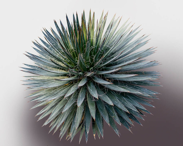 thread agave isolated in gradient back - Foto, Imagen