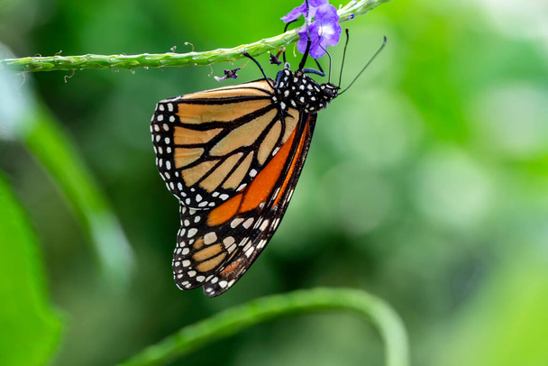 Strzały makro, piękna scena natury. zbliżenie piękny motyl siedzi na kwiat w latem ogród. - Zdjęcie, obraz
