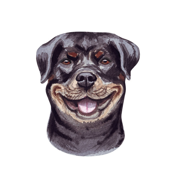 Akvarel ilustrace legračního psa. Oblíbené psí plemeno. Pes Rottweiler. Ručně vyrobený znak izolovaný na bílém - Fotografie, Obrázek