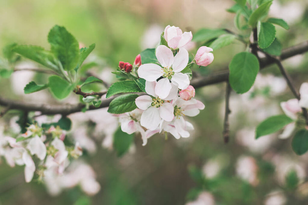 Branch of a blossoming apple tree in a spring garden. Spring blossom. Selective focus. - Fotoğraf, Görsel