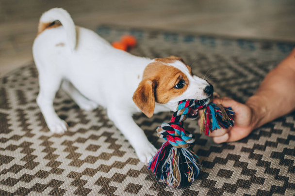 Adorable puppy Jack Russell Terrier on the capet playing with toy.   - Foto, Imagem