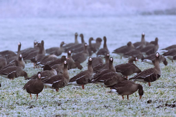 Mayor ganso de frente blanca - Anser albifrons en un prado de invierno
 - Foto, Imagen
