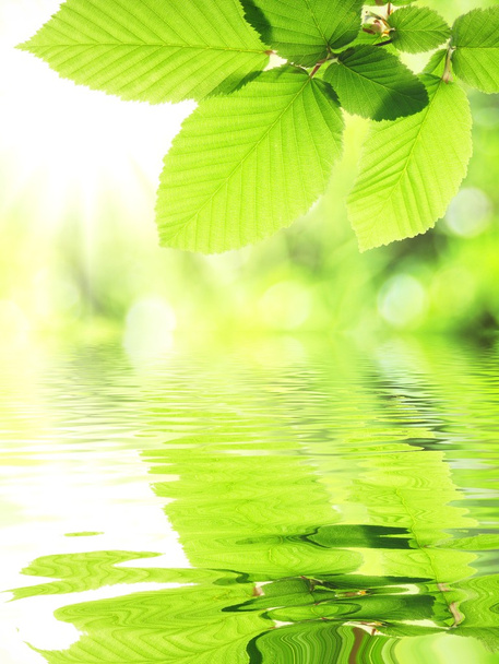 groene blad en water - Foto, afbeelding