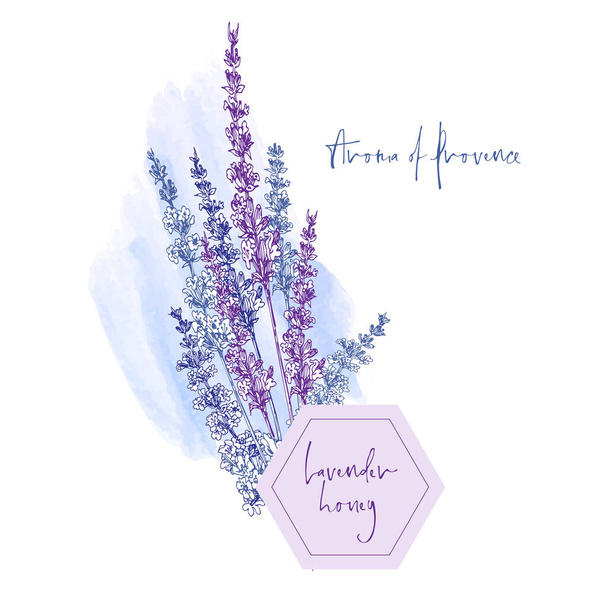 Cute card with of hand drawn sketch of Lavender flower and small bow isolated on white background. France retro pattern for romantic design concept. Text Aroma of Provence Vintage vector illustration. - Vector, Image