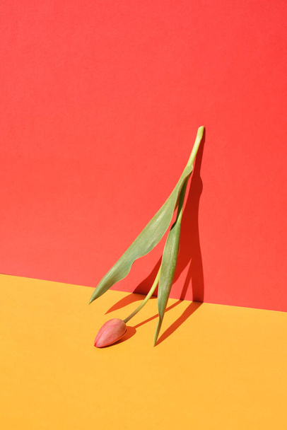 One tulip with a hard shadow on a red-orange background. Minimalism. - Фото, изображение