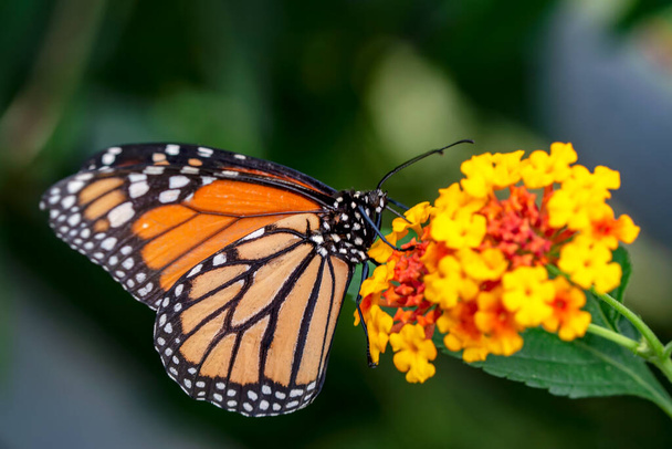 Fotos macro, hermosa escena de la naturaleza. Primer plano hermosa mariposa sentada en la flor en un jardín de verano. - Foto, Imagen