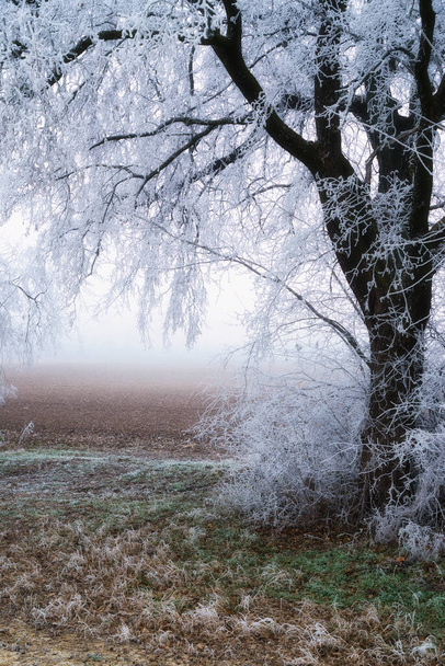 Frozen trees in winter forest, hoarfrost on the trees - Valokuva, kuva