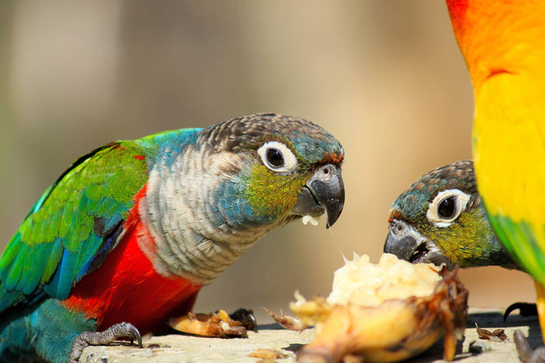 Kleurrijke papegaai genieten van banaan eten eenzaam met wazige achtergrond. Prachtig vogel-, dieren- en voederconcept - Foto, afbeelding
