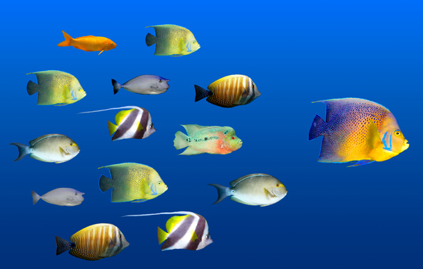 Concept de leadership - grand poisson menant l'école de poissons tropicaux
 - Photo, image