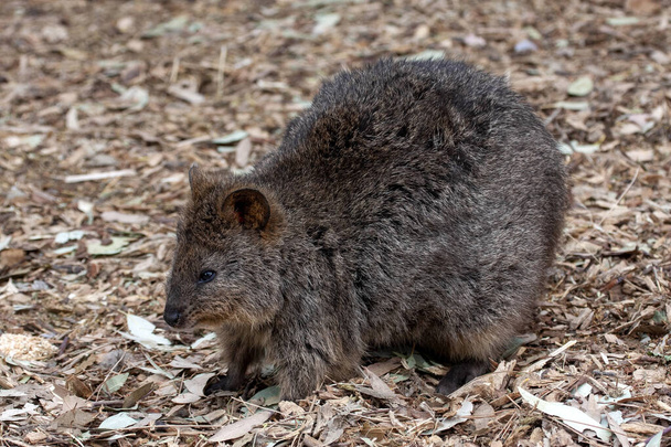 Long-nosed potoroo, Potorous tridactylus, small marsupial looking for food on the ground, Australia - Photo, Image