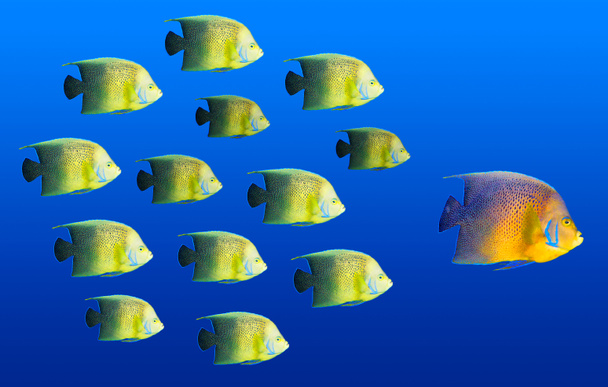 Concept de leadership - grand poisson menant l'école de poissons tropicaux
 - Photo, image