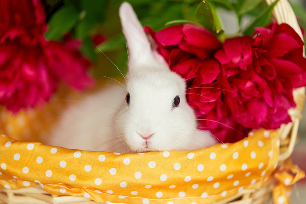 Little cute white rabbit in basket with spring flowers - Foto, imagen
