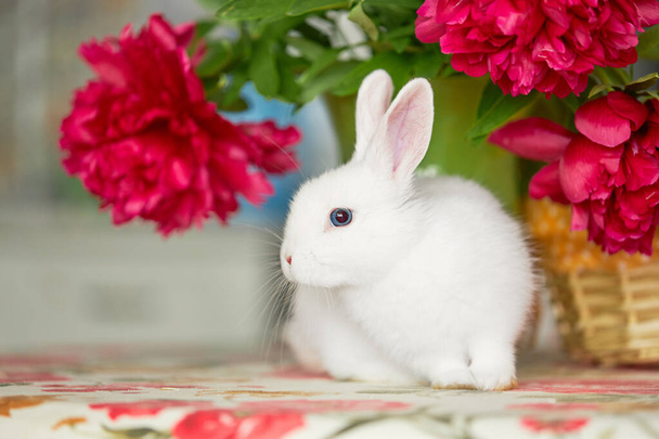 Little cute white rabbit in basket with spring flowers - Φωτογραφία, εικόνα