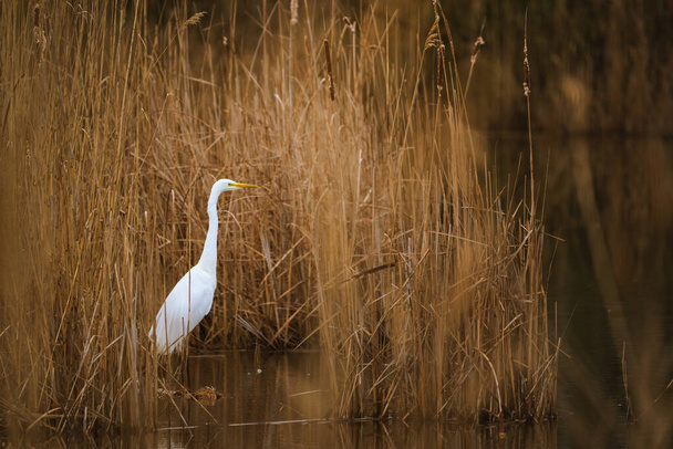 Velký egret - Ardea alba v bažině - Fotografie, Obrázek