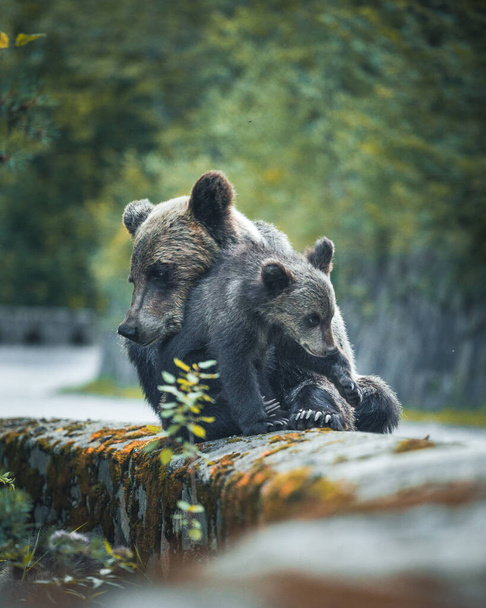 野生の母親の感動的な瞬間クマ抱擁彼女の赤ちゃん肩の上に有名な道路Transfomarasan,シビウ - 写真・画像