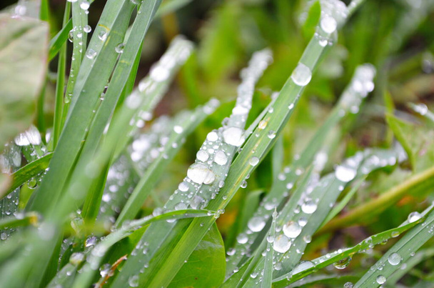 nat gras na de regen - Foto, afbeelding