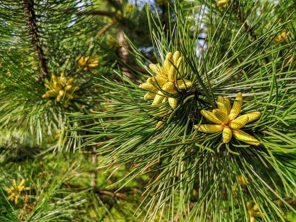 Branche de pin avec de longues aiguilles et de jeunes cônes strobiles frais de couleur vert visqueux poussant dans un parc à la fin du printemps au début de l'été
. - Photo, image