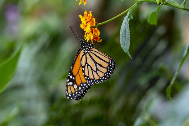Makrokuvia, kaunis luontokohtaus. Lähikuva kaunis perhonen istuu kukka kesäpuutarhassa. - Valokuva, kuva