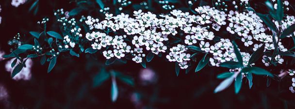 Dark Moody Floral backdrop with white flowers of blooming spiraea branches in garden outdoors purple toned. Natural plant background with copy space. Long wide banner - Photo, Image