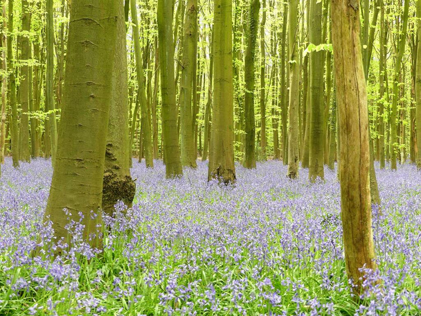 Filipshill Ormanı, Chorleywood, Hertfordshire, İngiltere 'de çan çiçekleri. - Fotoğraf, Görsel