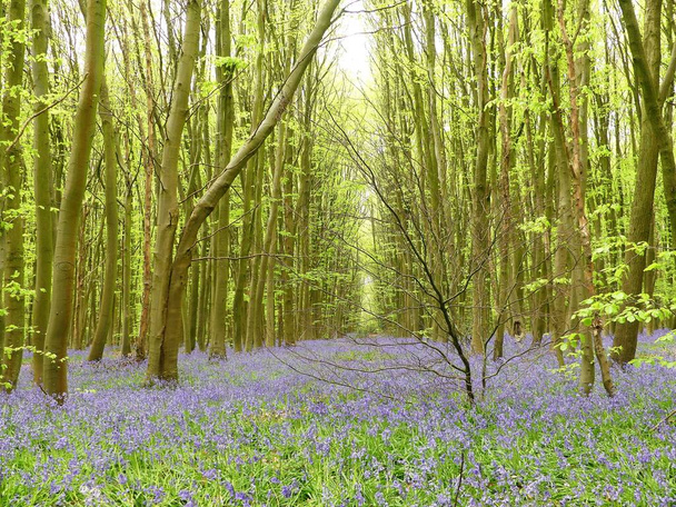 Bluebells in Philipshill Wood, Chorleywood, Hertfordshire, England, UK - Фото, зображення