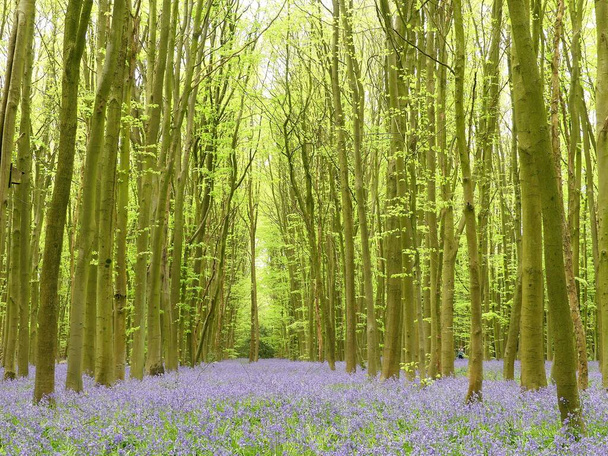 Bluebells in Philipshill Wood, Chorleywood, Hertfordshire, England, Großbritannien - Foto, Bild