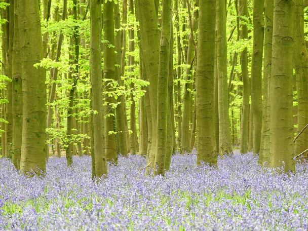 Bluebells in Philipshill Wood, Chorleywood, Hertfordshire, England, UK - Photo, Image