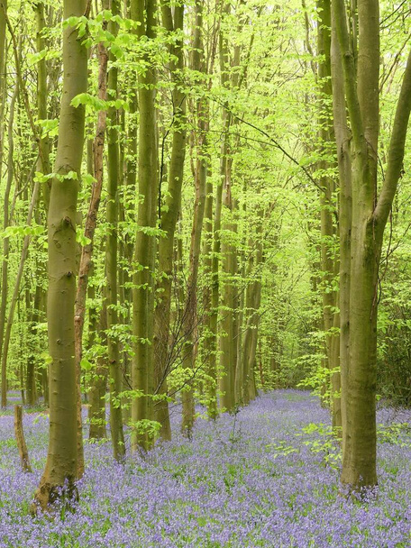 Bluebells in Philipshill Wood, Chorleywood, Hertfordshire, England, UK - Fotografie, Obrázek