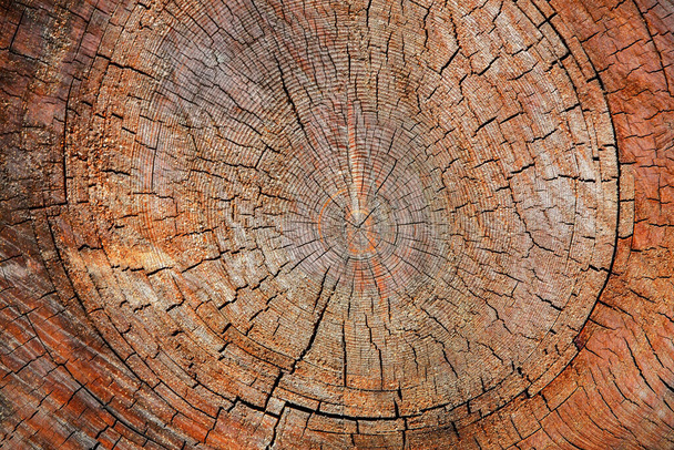 la textura De madera del tronco cortado del árbol, el primer plano - Foto, imagen
