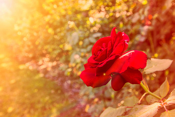 Valentijnsdag 14 februari rode roos zonlicht - Foto, afbeelding