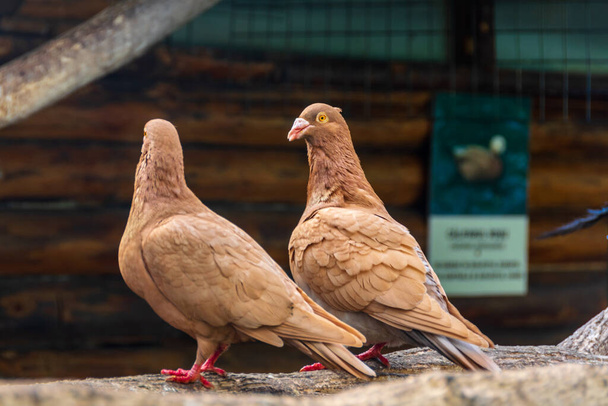 Два коричневих голуби в парку, що сидить на гілці
 - Фото, зображення