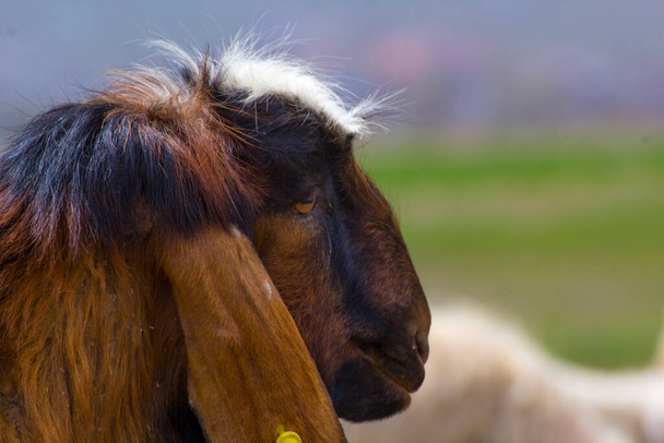 犠牲のための動物(羊) (トルコの都市バラミ)) - 写真・画像